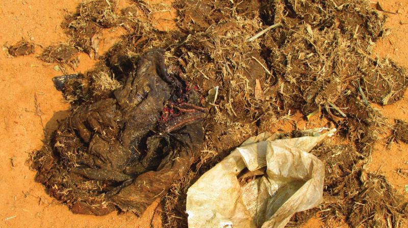 Plastic waste found in elephant dung