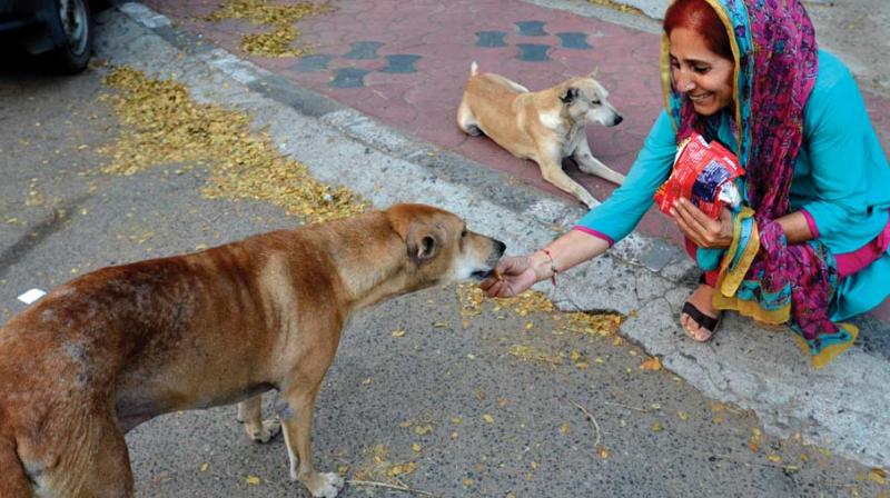 When Tanuja ventures out of her home, dozens of stray dogs crowd around her and are happy to get their food from her.