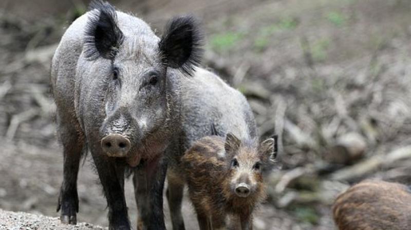 Television footage showed a wild boar charging around a classroom, bashing its snout against a window in an apparent attempt to escape. (Photo: Pixabay)