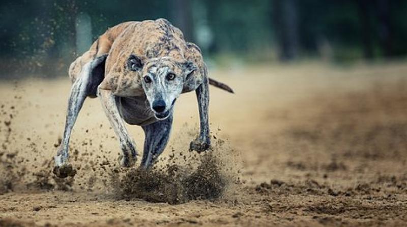 Her charity Birmingham Greyhound Protection has received Â£3,000 in donations. (Photo: Pixabay)