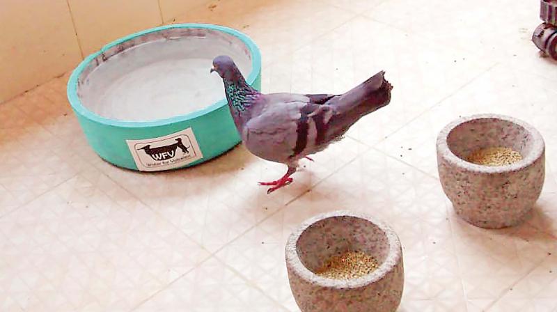 Bird quenches its thirst from a bowl of water. (Photo: DC)