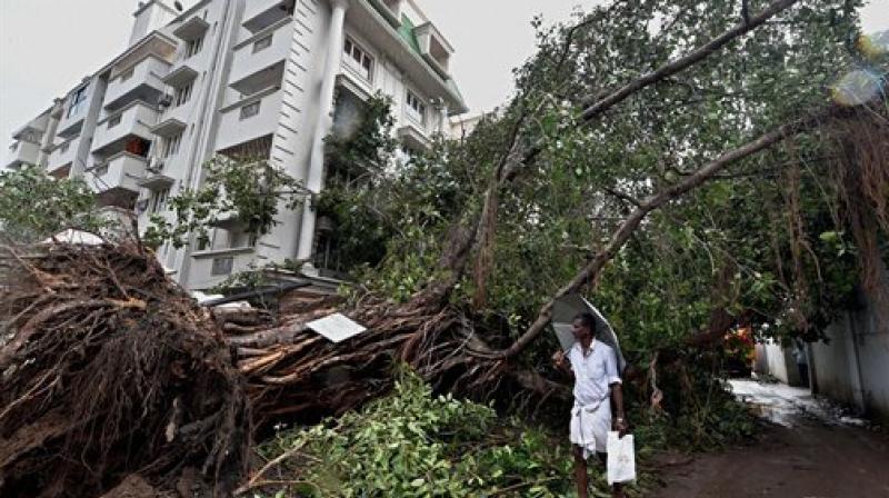 A man walks past a uprooted tree following the cyclone Vardah which left normal life to a stand still in Chennai on Tuesday. (Photo