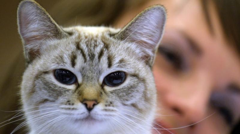 The number of cats in Japan admitted to shelters has dropped by around 70 percent (Photo: AFP)
