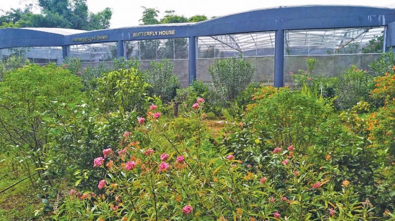 Chennai: Butterfly Park reopens for public today