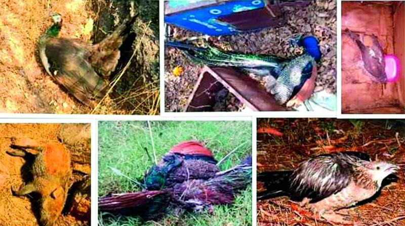 As of April 14 the University of Hyderabad has documented these few birds and animals that have died due to dehydration.