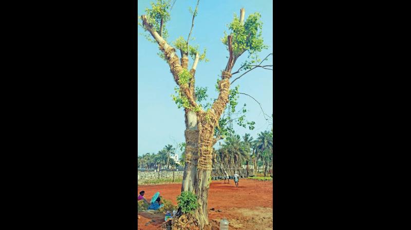 One of the transplanted trees partially covered with paddy straw ropes to help retain moisture. (Photo: DC)