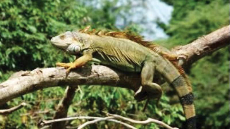 The green iguana is a lizard native to Amazon forests of South America and have a life span up to 8 years in the wild and even 20 years in proper captivity.