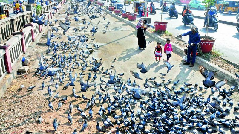 Pigeons being fed at Purana Pul in the Old City.