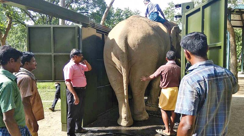 A specially designed wildlife ambulance to rescue elephants and wild animals pressed into  service by the forest department at STR.(Photo: DC)