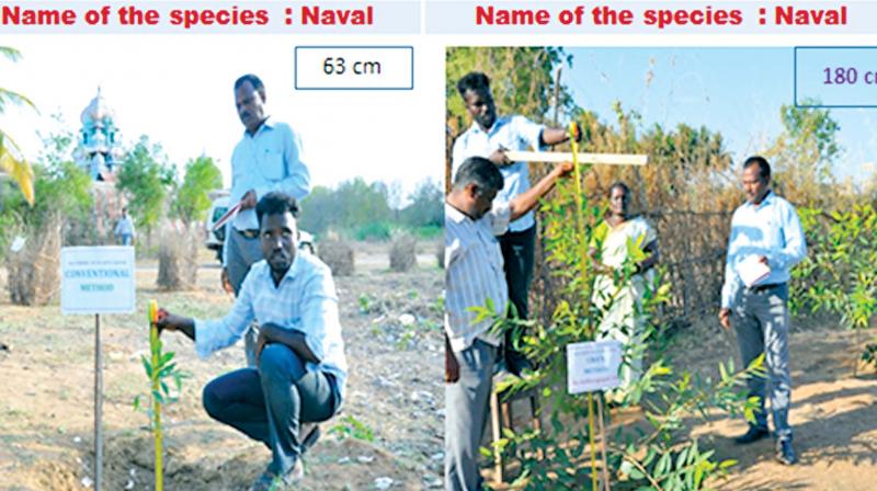 Officials measure the height of saplings planted under the conventional method and the CRA method during experimentation in Thanjavur. (Photo: DC)