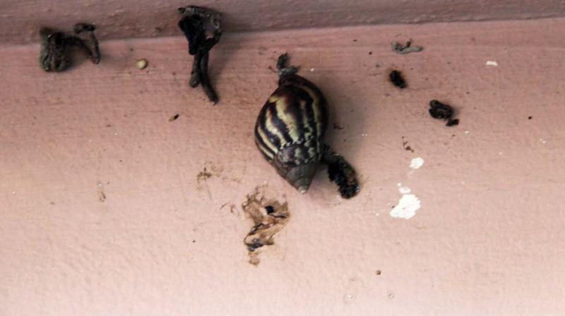 The African snails found at residential areas near Punkunnam Railway Station in Thrissur.
