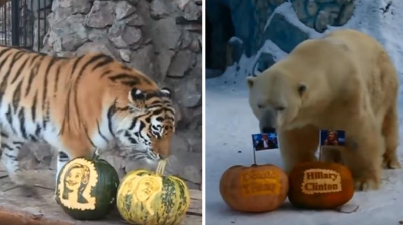 The animals chose their candidates in the mock election. (Photo: YouTube screenshot)