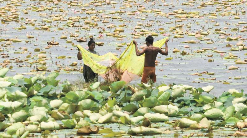 Migrant workers use a saree to catch fish in Vellayani lake near Thiruvananthapuram. 	DC FILE