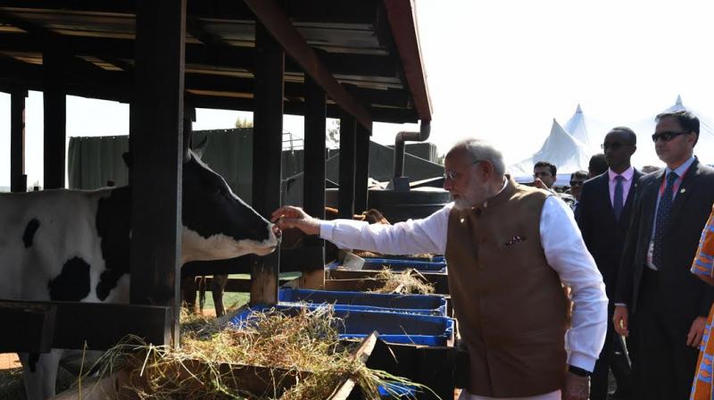 Prime Minister Narendra Modi presented 200 cows to poor villagers in Rwanda to support President Paul Kagames ambitious initiative for poverty reduction and tackling childhood malnutrition. (Photo: Twitter | @narendramodi)