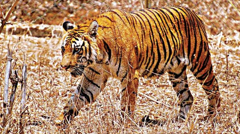 In 2013-14, three tigers have died naturally; in 2014-15 there were 13 natural deaths and two unnatural deaths.