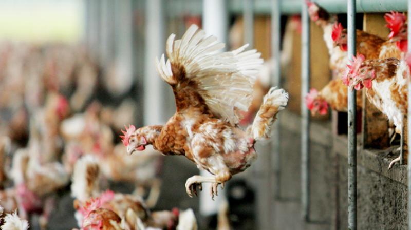 Currently, poultry products are not routinely tested for the kind of E coli strains that can cause UTIs (Photo: AFP)
