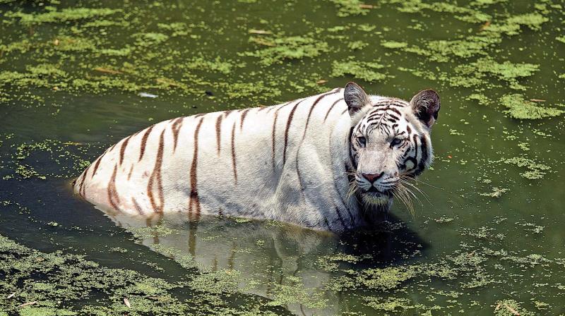 A White Tiger takes a dip in a pond to escape heat. (Photo: DC)