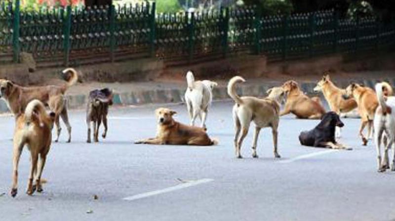 Five veterinary doctors each, dog catchers and attenders were selected to implement the project in an interview held on September 7, 2015. (Representational Image)