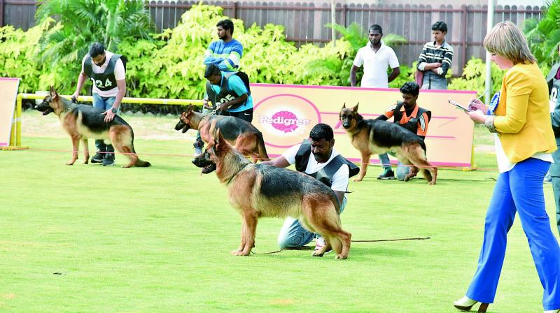 German shepherds participate in the Hycan championship