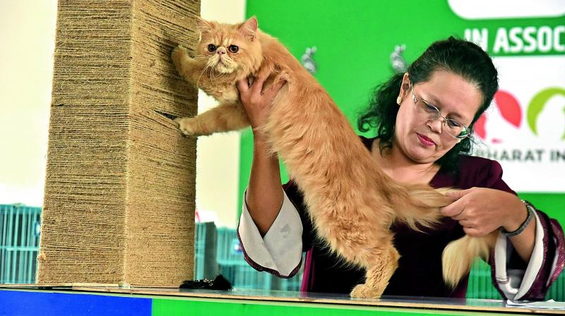 A judge inspects a cat during the Interantional Cat Show