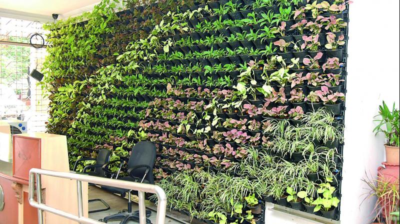 A vertical garden at the reception of the Greater Hyderabad Municipal Corporation office at Khairatabad. 	(Photo: DC)