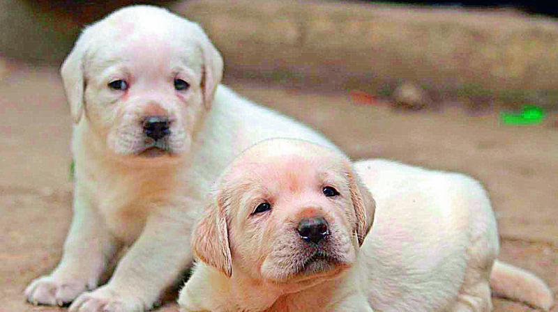 A month after the Greater Hyderabad Municipal Corporation launched its stray dog adoption programme, the figures point to the fact that 234 stray puppies have been adopted till today.