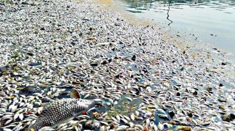 A day after mass fish deaths were reported from Shamirpet Lake, the Collector of Medchal, Mr M.V. Reddy, asked the fisheries department to launch an enquiry into the issue, suspecting heat wave to be the cause. (Representational image)
