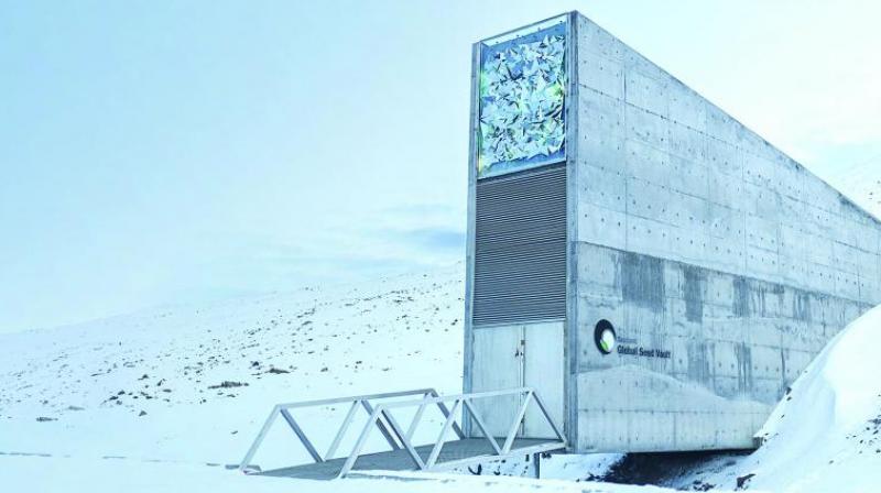 Deep in the Arctic Circle, in the land of permanent ice and snow, in the Svalbard archipelago on the Norwegian island of Spitsbergen, a long, narrow mass of concrete protrudes out of the lands-cape, its sides exuding frost like smoke. This is the Global Seed Vault, also known as the doomsday vault, run by the Norwegian government.