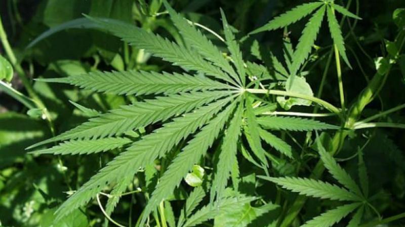 Ganja smugglers and loaders are confident that they will be protected in the event of cases being filed against them under the Narcotics Drugs and Psychotropic Substances (NDPS) Act.