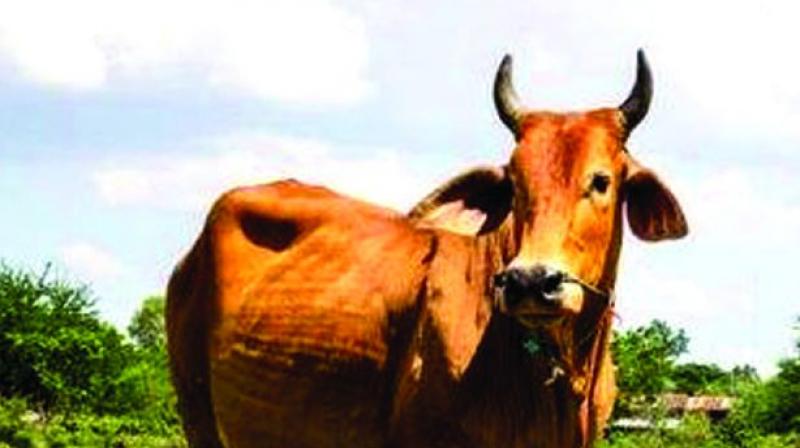 The Vijayawada Munici-pal Corporation has mooted a new idea to control the presence of stray cattle in the city.