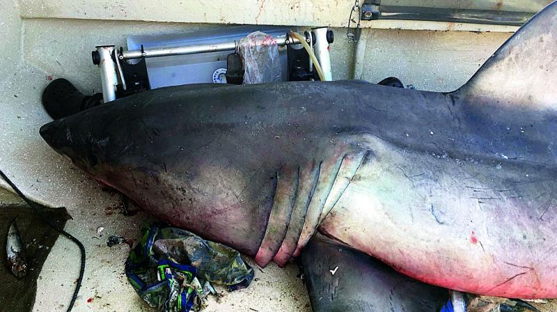 Terry Selwood, 73, said the 2.7m shark landed in the boat and grazed him.