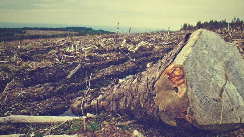 The Delhi High Court has asked NBCC, Can Delhi afford cutting of trees for the development of roads and buildings? (Representational Image | Pixabay)