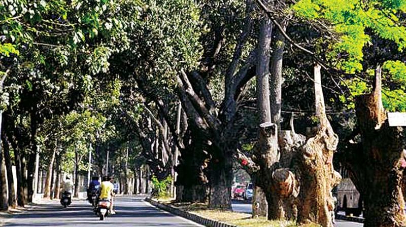 Trees on either side of Jayamahal Road in Bengaluru