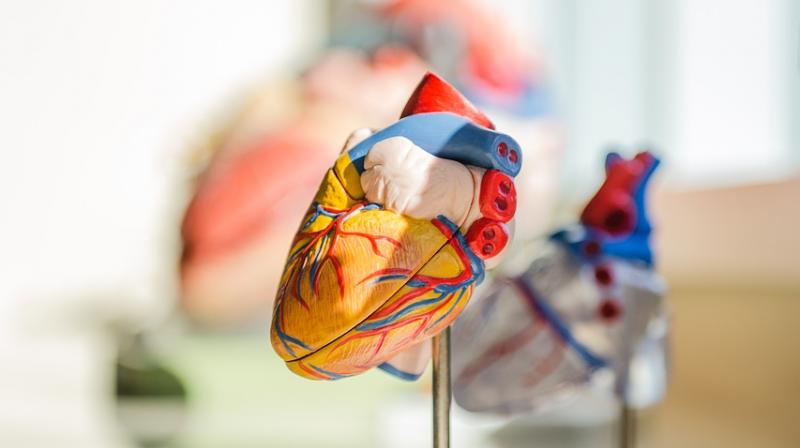 Scientists grow first human heart muscle using stem cells. (Photo: Pixabay)