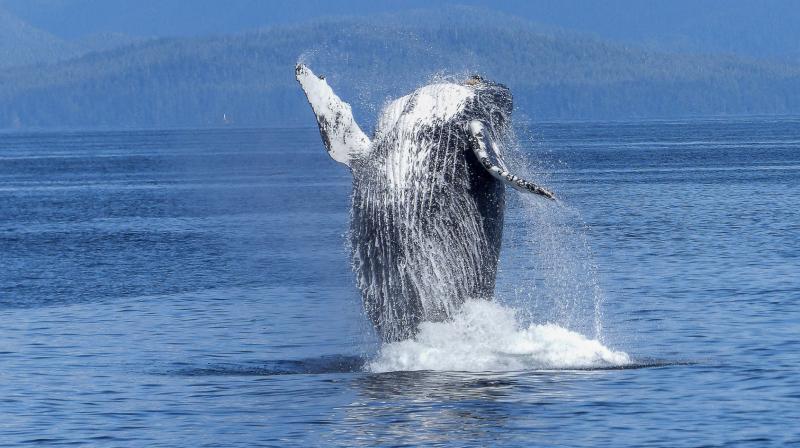 Bowhead whales unique underwater songs make them wonderful jazz artists. (Photo: Pexels)