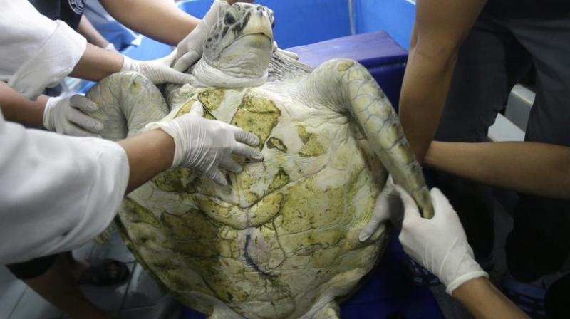25-year-old green sea turtle \Bank\ prepare clean surgical scar at Chulalongkorn University in Bangkok, Thailand, Friday, March 10, 2017. (Photo: AP)