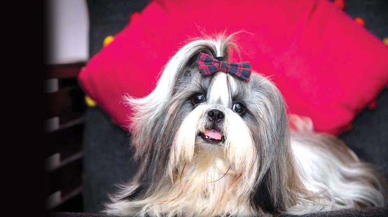 Pet grooming and styling are the latest trend among pet lovers.