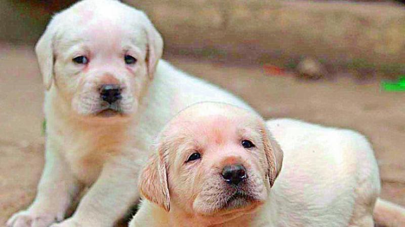 Ms Radha Kumari from Baghlingampally, said that her sister had rescued the puppy from Malkajgiri on April 10 and handed it over to her as it was unwell. (Representational image)