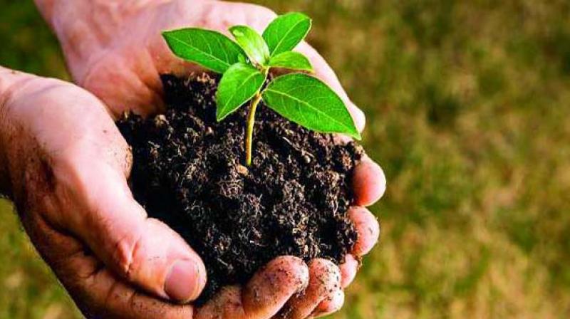Chief Minister K. Chandrasekhar Rao on Wednesday said the government would form green brigades to protect saplings that will be planted in the third phase of Haritha Haram starting on July 2.