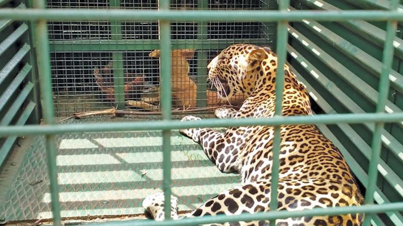 The leopard  trapped in the cage by forest department on Monday. (Photo:DC)