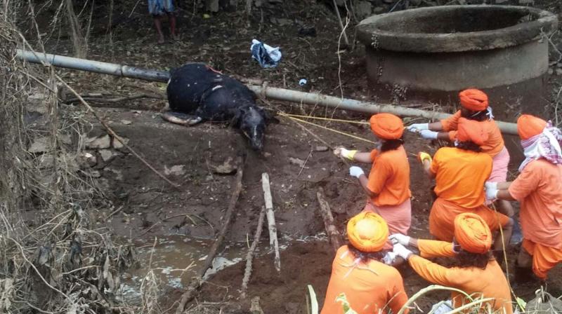 The volunteers of Ananda Marga engaged in the disposing of the carcass of a cattle at a flood-hit area in Thrissur. (Photo: DC)