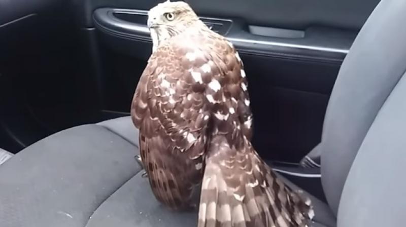 Wild hawk rides to safety with cab driver during Hurricane Harvey