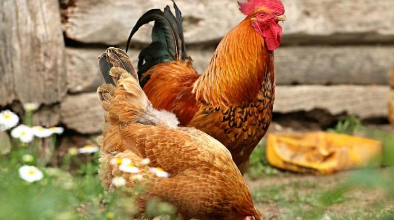 A report published this month by researchers from the UoH, led by Dr. Niyaz Ahmed, found multiple drug resistant Helicobacter pullorum (H.pullorum) bacteria in samples of broiler chicken and free range chicken from the city. 100 samples were taken from various markets and areas across Hyderabad.  (Representational image)