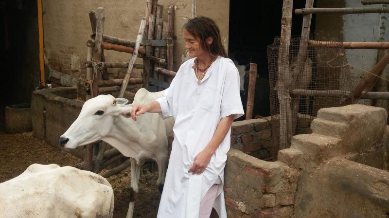 German-national Friederike take cares cows in Mathura  Mathura: German-national Friederike, who takes care of about 1200 cows and calves, mostly injured, sick and abandoned, in Radha Kund, Mathura. (Photo: PTI)