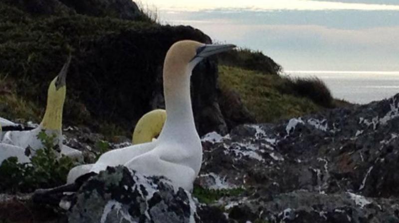 Gannets are extremely social birds and they make their decisions on where to live based on that (Photo: AFP)