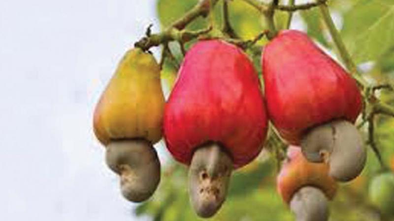 A cashew processing unit owner hailing from Chandanathoppe in Kollam attempted suicide facing recovery of Rs 7.5crore.