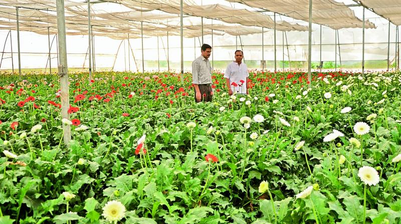 Gerbera farming being done at a poly house.