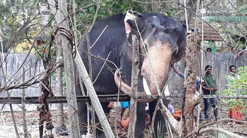 Venattumadam Sreekumar is tethered by mahouts at a place in Cherthala on Sunday.