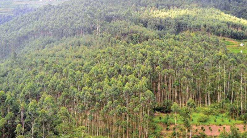 Forest Departments move to serve notices to the encroacher is baffling given that Kerala  Forest Act, 1961, allows summary eviction of encroachers.