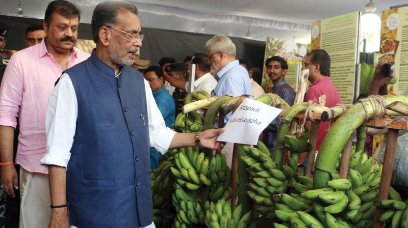 Union minister for agriculture Radha Mohan Singh  and  Suresh Gopi, MP, during the inauguration of National Banana Festival held at Thiruvananthapuram on Saturday .  (Photo: DC)